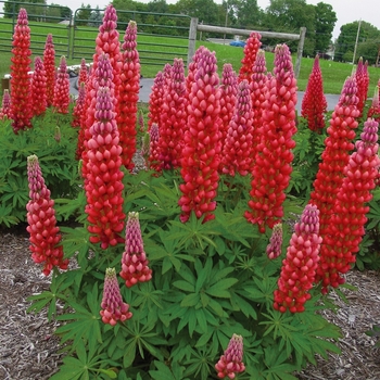 Lupinus polyphyllus 'Red Rum' PPAF