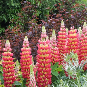 Lupinus polyphyllus 'Tequila Flame' PPAF