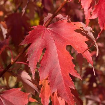 Acer x freemanii 'Firefall' 