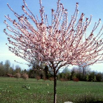 Prunus x cistena 'Schmidtcis' 