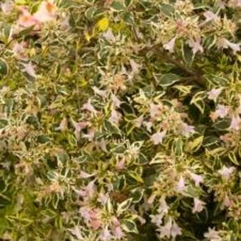 Abelia x grandiflora 'Gretol' PPAF