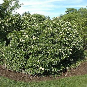 Viburnum dentatum 'Rastzam' 