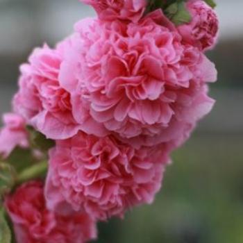 Alcea rosea 'Chater's Newport Pink' 
