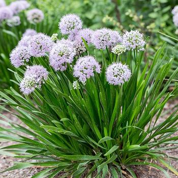 Allium 'MGsmmpkb13' 