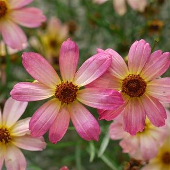 Coreopsis 'Shades of Rose' 