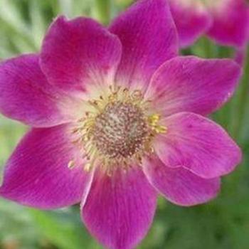 Anemone multifida 'Annabella Deep Rose' 