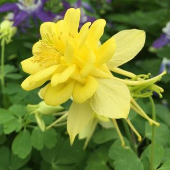 Aquilegia caerulea 'Sunshine' 