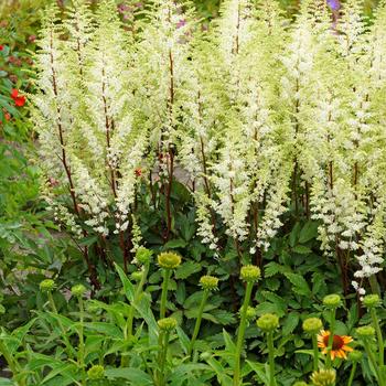 Astilbe x arendsii 'Happy Spirit' 