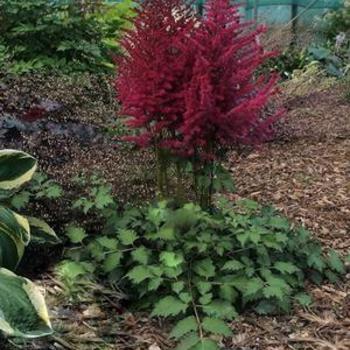 Astilbe chinensis 'Lighthouse' 