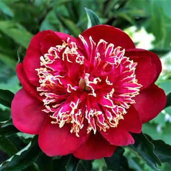 Paeonia lactiflora 'Charles Burgess' 