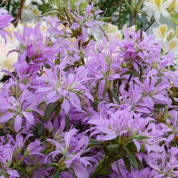 Rhododendron Kurume hybrid 'Koromo Shikibu' 