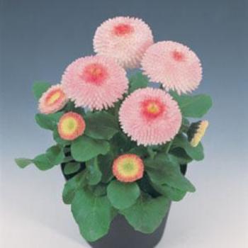 Bellis perennis 'Strawberries & Cream' 