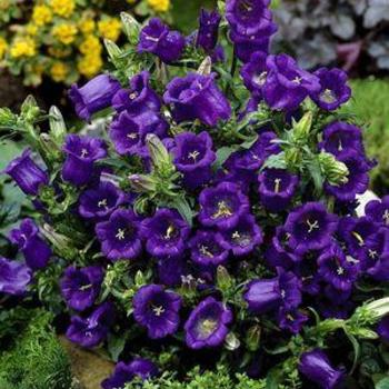 Campanula medium 'Blue' 