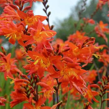 Crocosmia 'Prince of Orange' 
