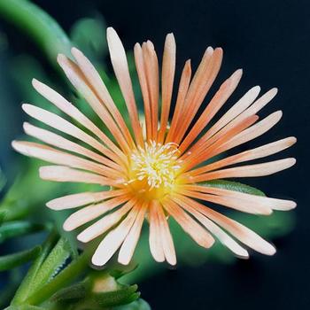 Delosperma 'Alan's Apricot' 