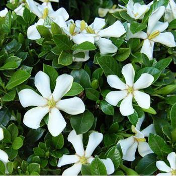 Gardenia 'Swan Princess™' 