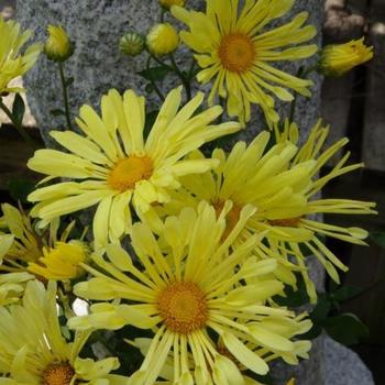 Chrysanthemum x morifolium 'Mammoth Yellow Quill' 