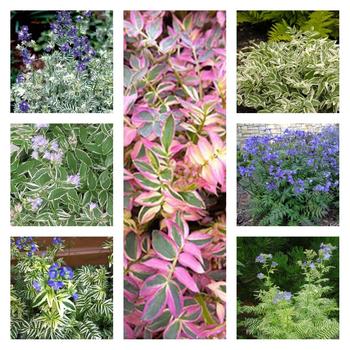 Polemonium 'Multiple Varieties' 