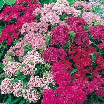 Dianthus barbatus 'Pinocchio' 