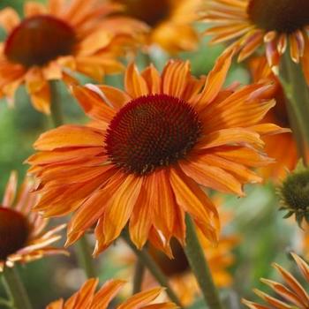 Echinacea 'Orange Passion' 