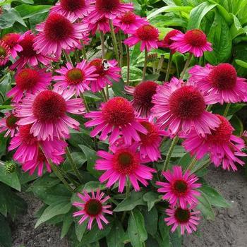 Echinacea purpurea 'Pink Fascinator' 