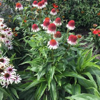 Echinacea 'Strawberry and Cream' 