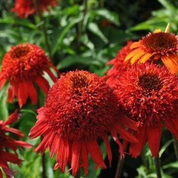 Echinacea 'Sweet Chili' 