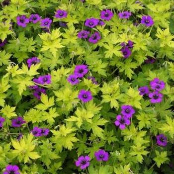 Geranium 'Anne Thomson' 