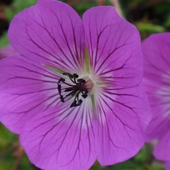 Geranium wallichianum 'Rosetta' 