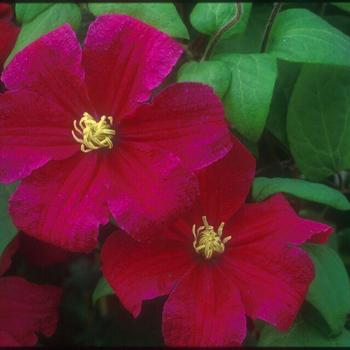 Clematis 'Barbara Harrington' 