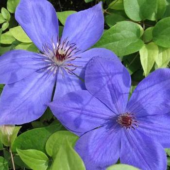 Clematis 'Elsa Spath' 