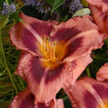 Hemerocallis 'Just Plum Happy' PP14841