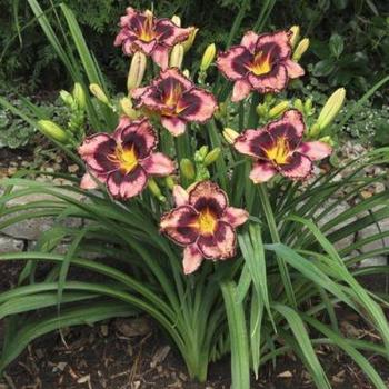 Hemerocallis 'Simmons Overture' 