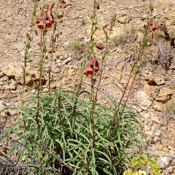 Digitalis obscura