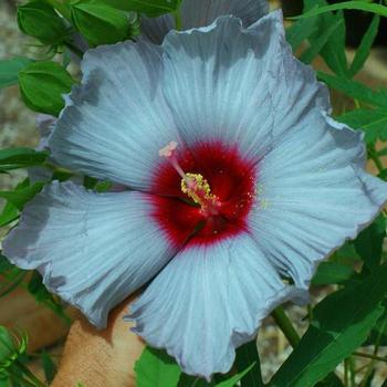 Hibiscus moscheutos 'Blue Brulee™' 