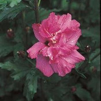 Hibiscus syriacus 'Lucy' 