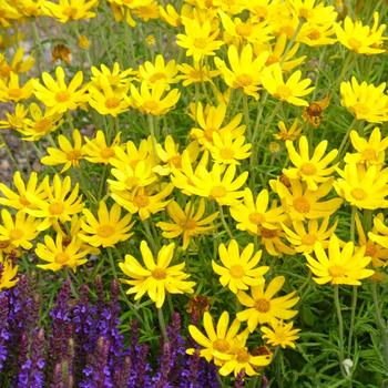 Eriophyllum lanatum 'Takilma Gold' 