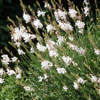 Gaura lindheimeri 'Intermountain Beauty' 