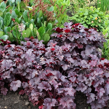 Heuchera 'Creole Nights'