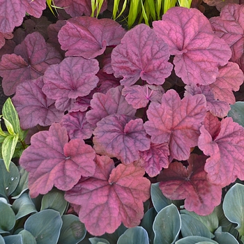 Heuchera 'Lava Lamp' 