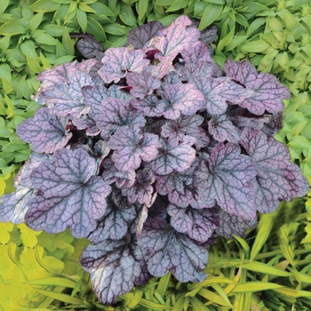 Heuchera 'Grape Expectations' PP26894