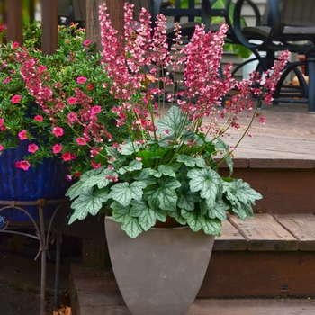 Heuchera 'Berry Timeless'