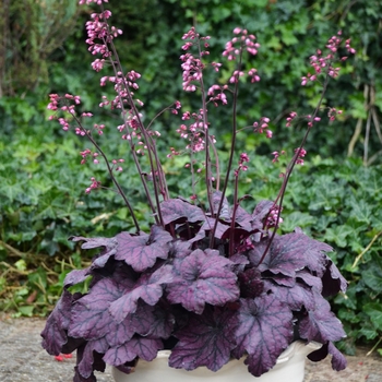 Heuchera 'Electric Plum' PPAF