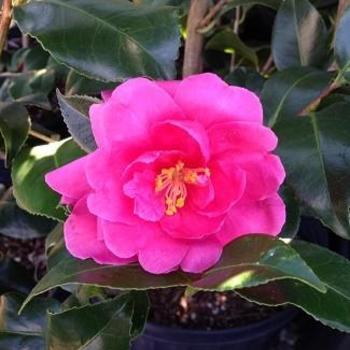 Camellia sasanqua 'Brandy's Temper' 