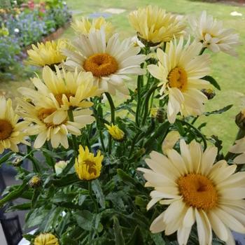 Leucanthemum maximum 'Leumayel' 