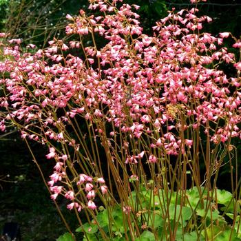 Heuchera x brizoides 'Weston Pink'