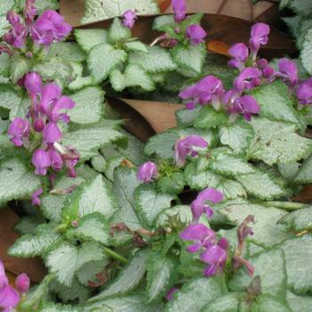 Lamium maculatum 'Red Nancy' 