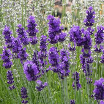 Lavandula angustifolium 'After Midnight' 