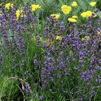 Lavandula angustifolia 'Buena Vista' 