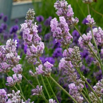 Lavandula angustifolia 'Miss Katherine' 